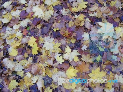 Autumn Blanket Stock Photo