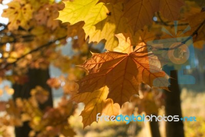 Autumn Foliage Stock Photo