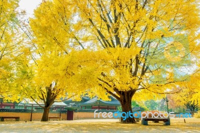 Autumn In Gyeongbokgung Palace,south Korea Stock Photo