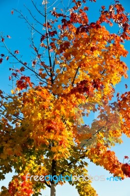 Autumn Leaves Stock Photo