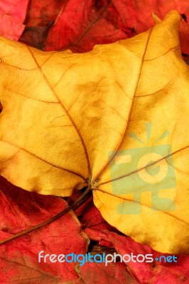 Autumn Leaves Stock Photo