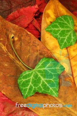 Autumn Leaves Stock Photo