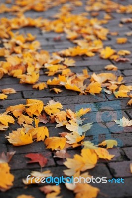 Autumn Maple Leave On Ground Stock Photo