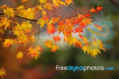 Autumn Red And Yellow Maple Leaves Stock Photo
