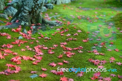 Autumn Red Maple Leaves On Green Moss Ground Stock Photo