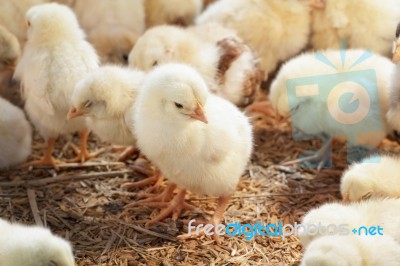 Baby Chicken In Poultry Farm Stock Photo