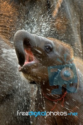 Baby Elephant Stock Photo