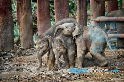 Baby Elephants Stock Photo