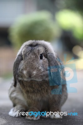 Baby Holland Lop Rabbit Bunny Stock Photo