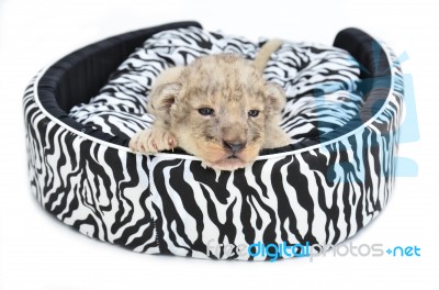 Baby Lion Lying On  Mattress Stock Photo