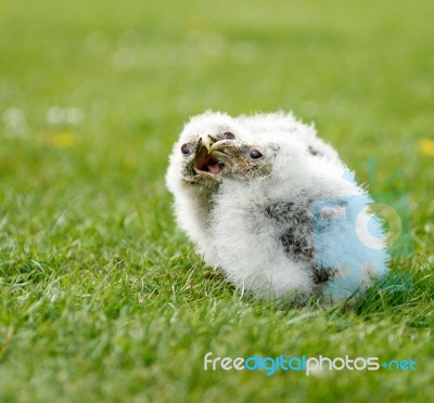 Baby Owls Stock Photo