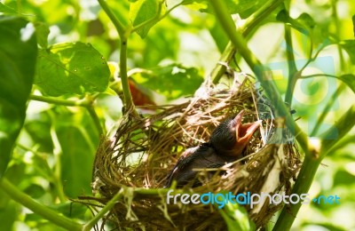 Baby Robins In A Nest Stock Photo