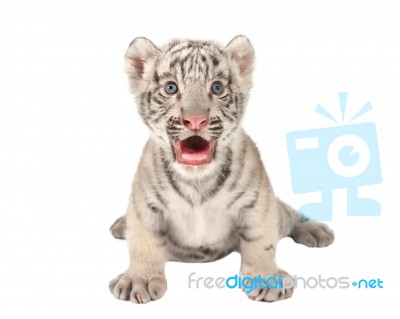 Baby White Tiger Stock Photo