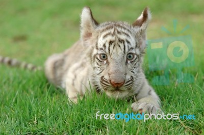 Baby White Tiger Stock Photo