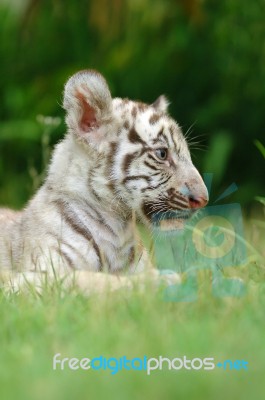 Baby White Tiger Stock Photo