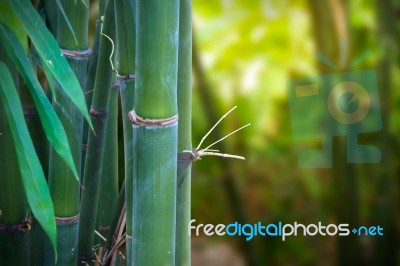 Bamboo Stock Photo