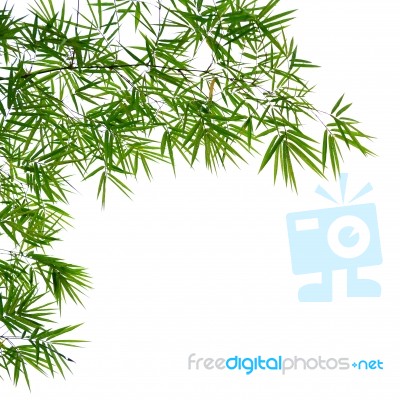 Bamboo Leaves Stock Photo