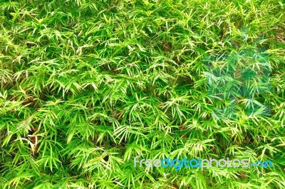 Bamboo Leaves  Stock Photo
