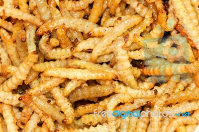 Bamboo Worms Stock Photo
