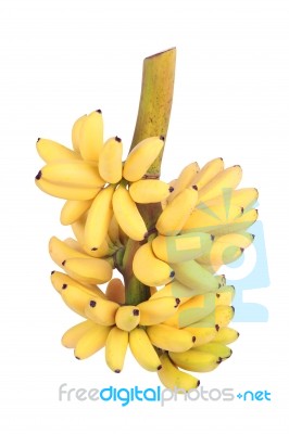 Banana Bunch Stock Photo