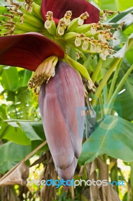 Banana Flower Stock Photo