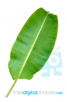 Banana Leaf Stock Photo