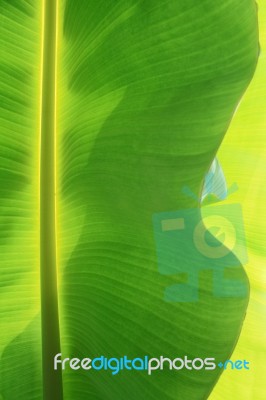 Banana Leaf Stock Photo