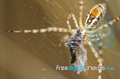 Banded Garden Spider Argiope Trifasciata Stock Photo Royalty