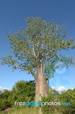 Baobab Stock Photo