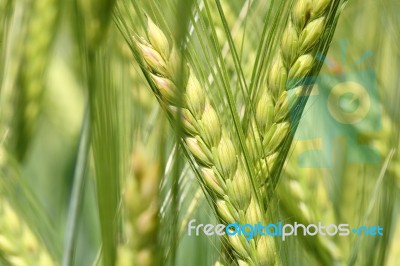 Barley In Field Stock Photo