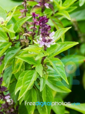 Basil Flowers In The Garden Stock Photo