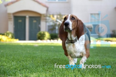 Basset Hound Stock Photo