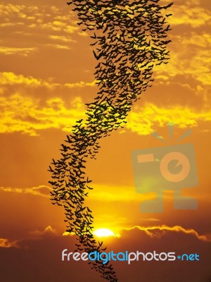 Bats Flying Againt Sun Stock Photo