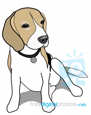 Beagle Dog Stock Image