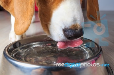 Beagle Dog Drinking Water Stock Photo