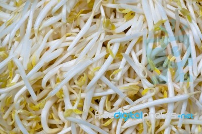 Bean Sprouts Stock Photo