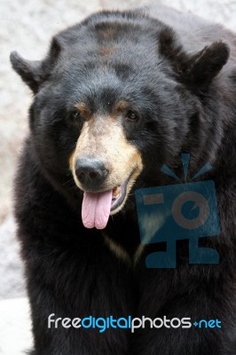 Bear Stock Photo