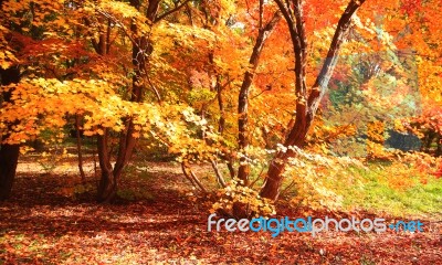 Beautiful Autumn Trees With Yellow Leaves Stock Photo