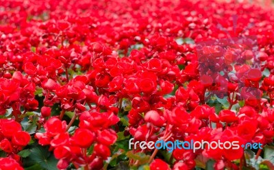 Beautiful Big Begonias Stock Photo