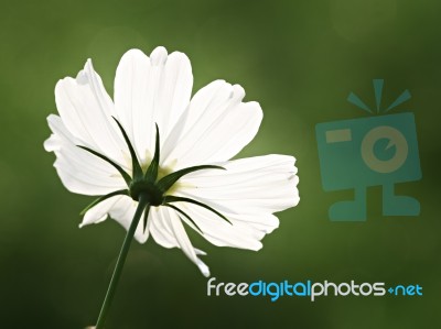 Beautiful Cosmos Flower Stock Photo