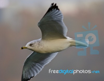 Beautiful Image With A Gull In Flight Stock Photo