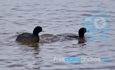 Beautiful Image With Two Amazing American Coots In The Lake Stock Photo