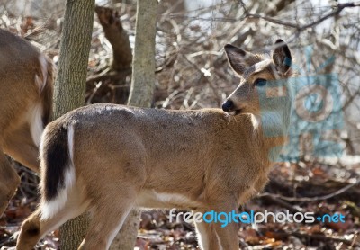 Beautiful Isolated Photo Of A Cute Wild Deer In The Forest Stock Photo