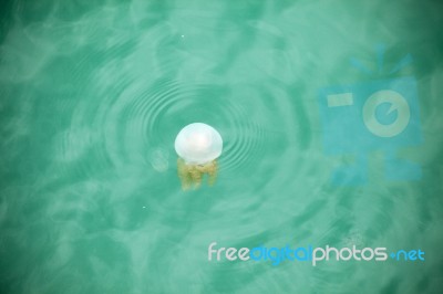 Beautiful Jellyfish Floating In The Sea Stock Photo