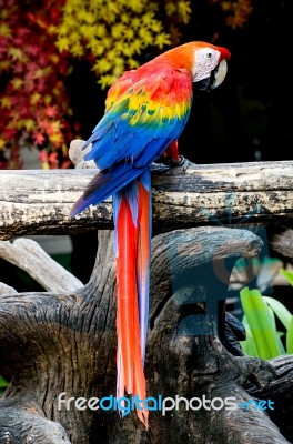 Beautiful Macaw Stock Photo