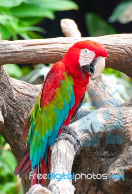 Beautiful Macaw Stock Photo