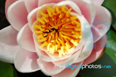 Beautiful Nenufar Plant/flower Stock Photo