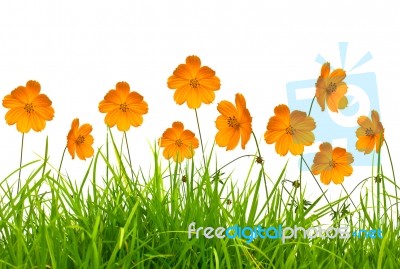 Beautiful Orange Flowers And Grass Stock Photo