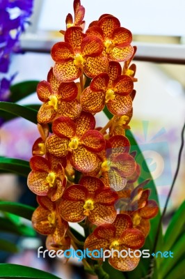Beautiful Orchid Flower Stock Photo