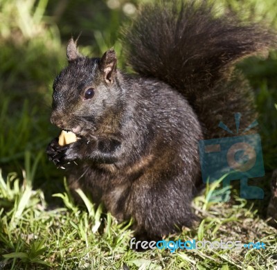 Beautiful Photo Of A Cute Black Squirrel Stock Photo